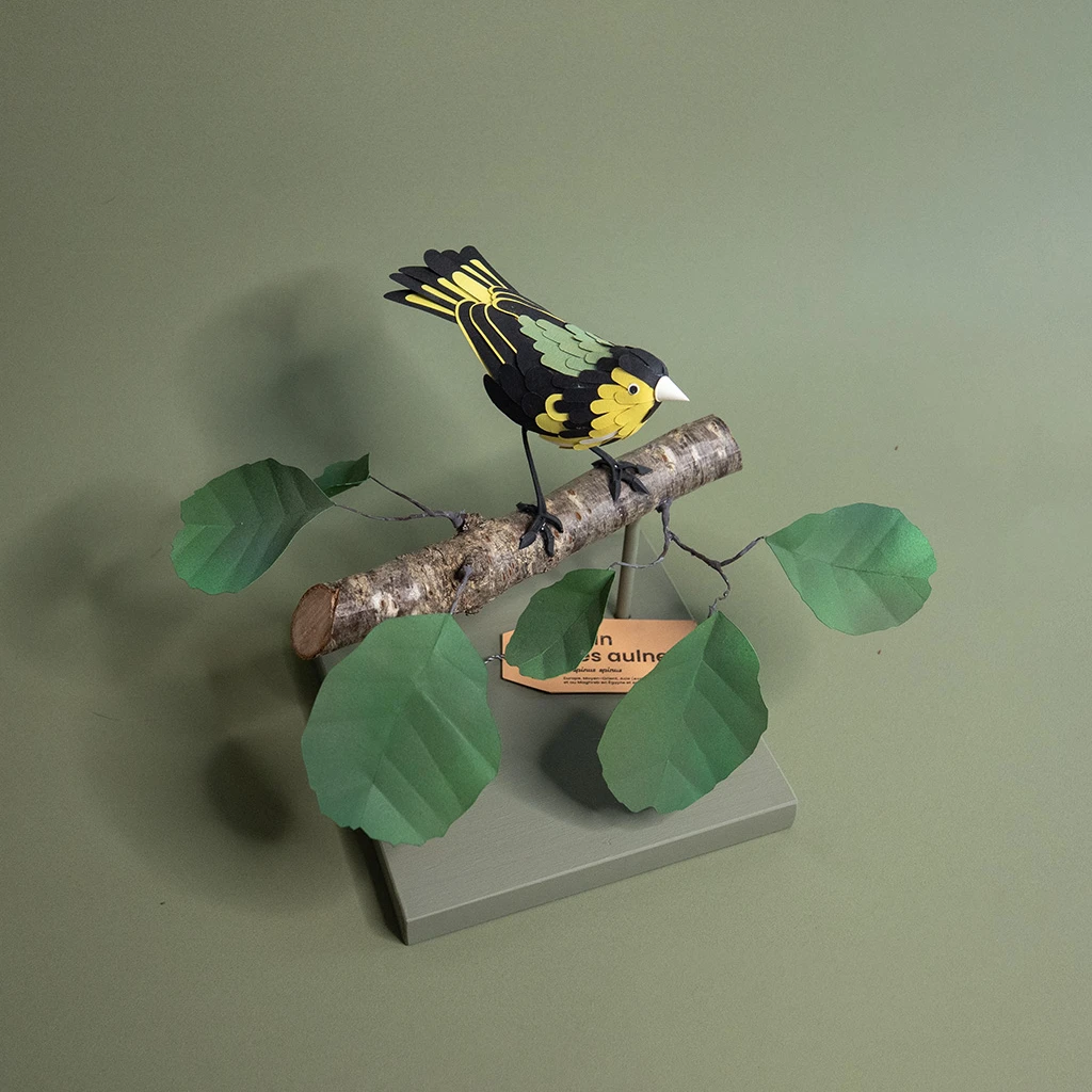 tarin sur son aulne – Image 4