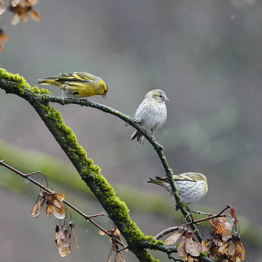 tarin sur son aulne – Image 3