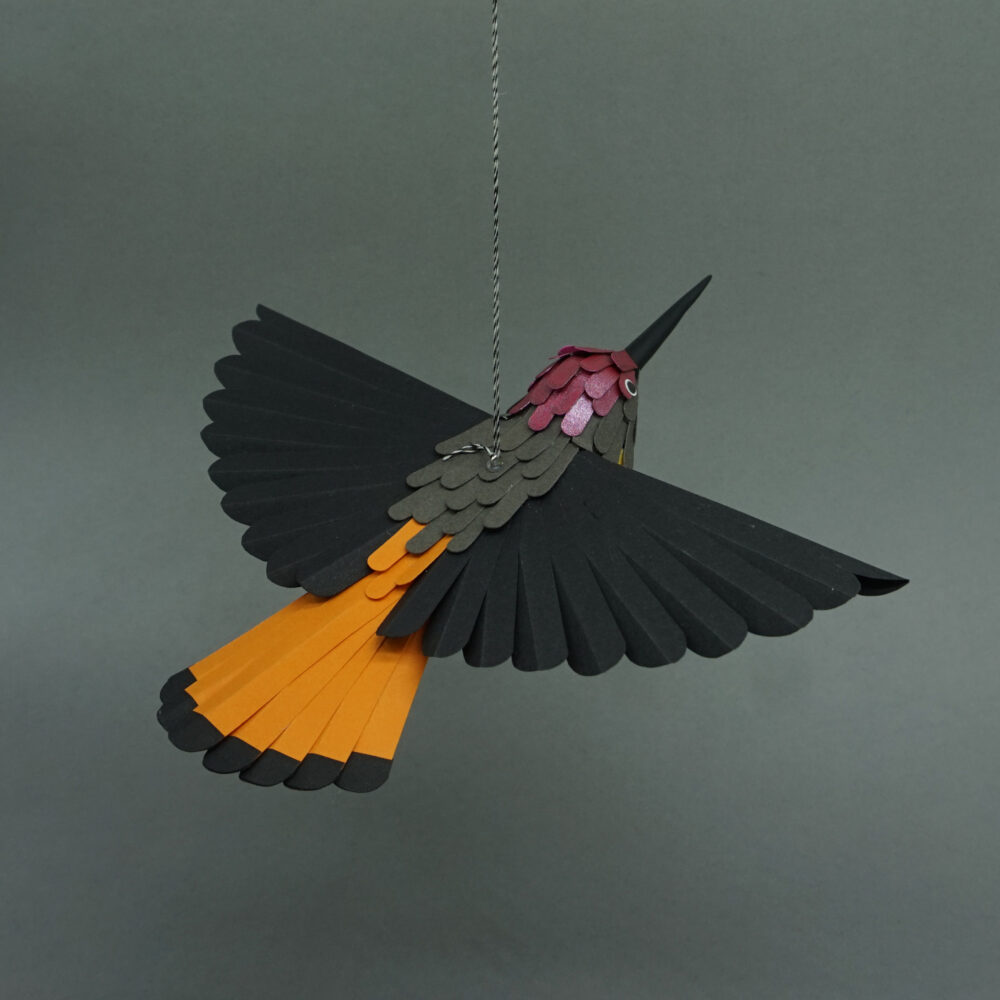 colibri rubis-topaze