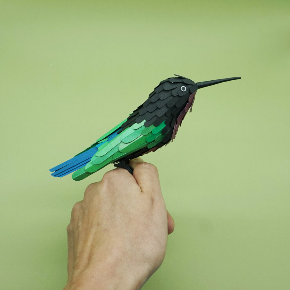 colibri madère