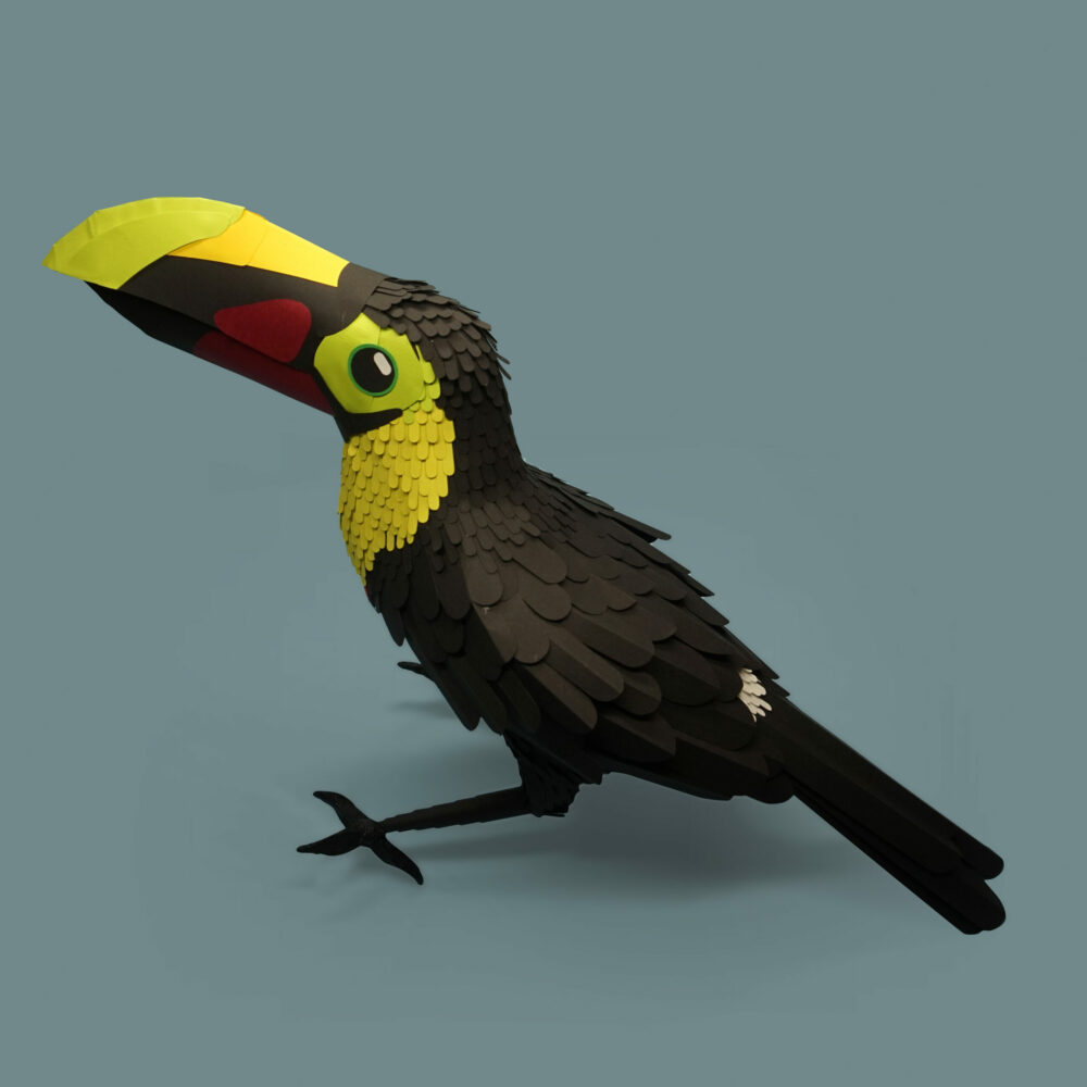 toucan de swainson