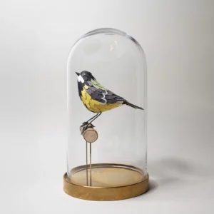 mésange charbonnière