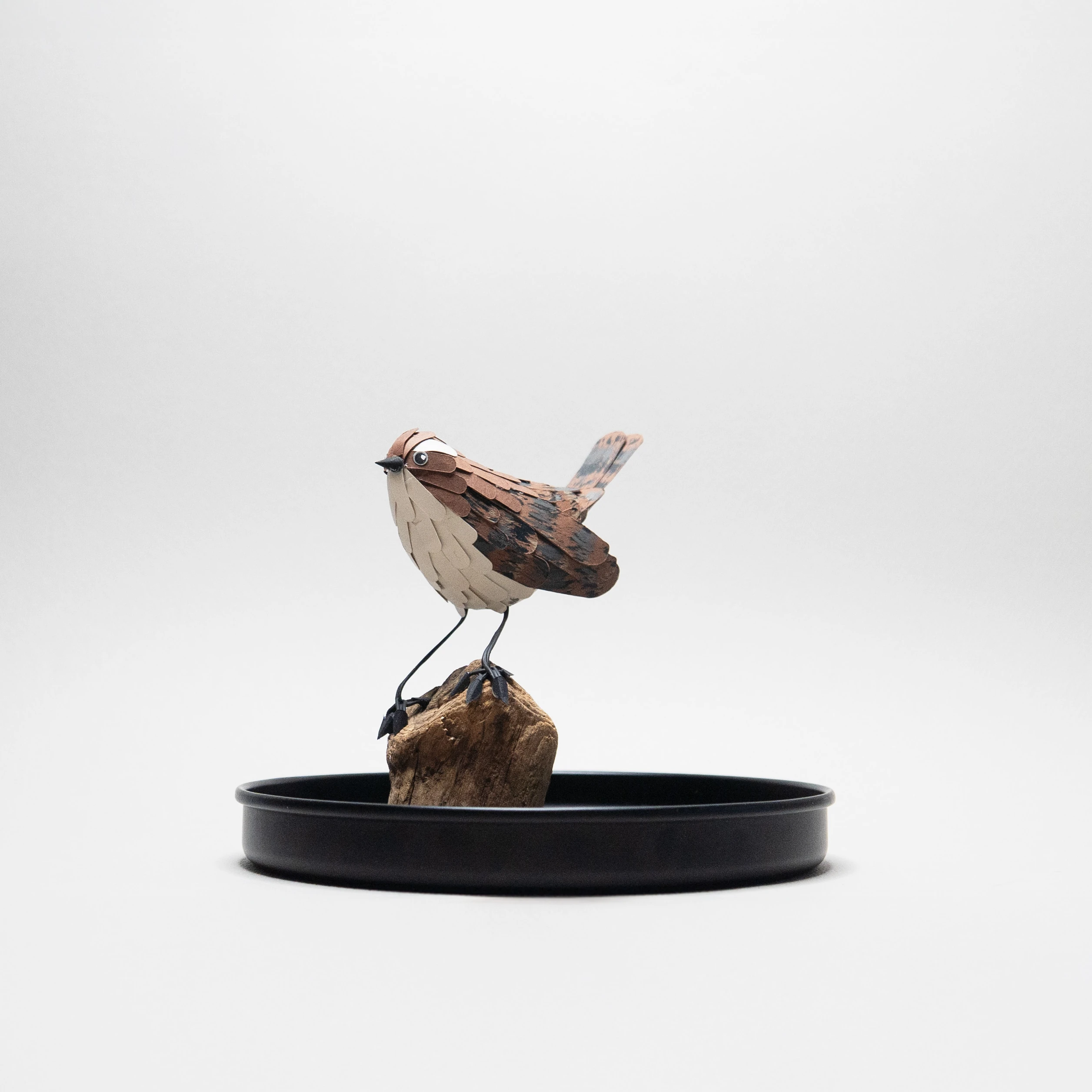 troglodyte mignon – Image 3