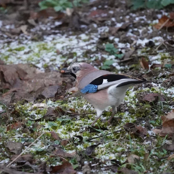 RIBAMBELLE - parc du glacis – Image 5