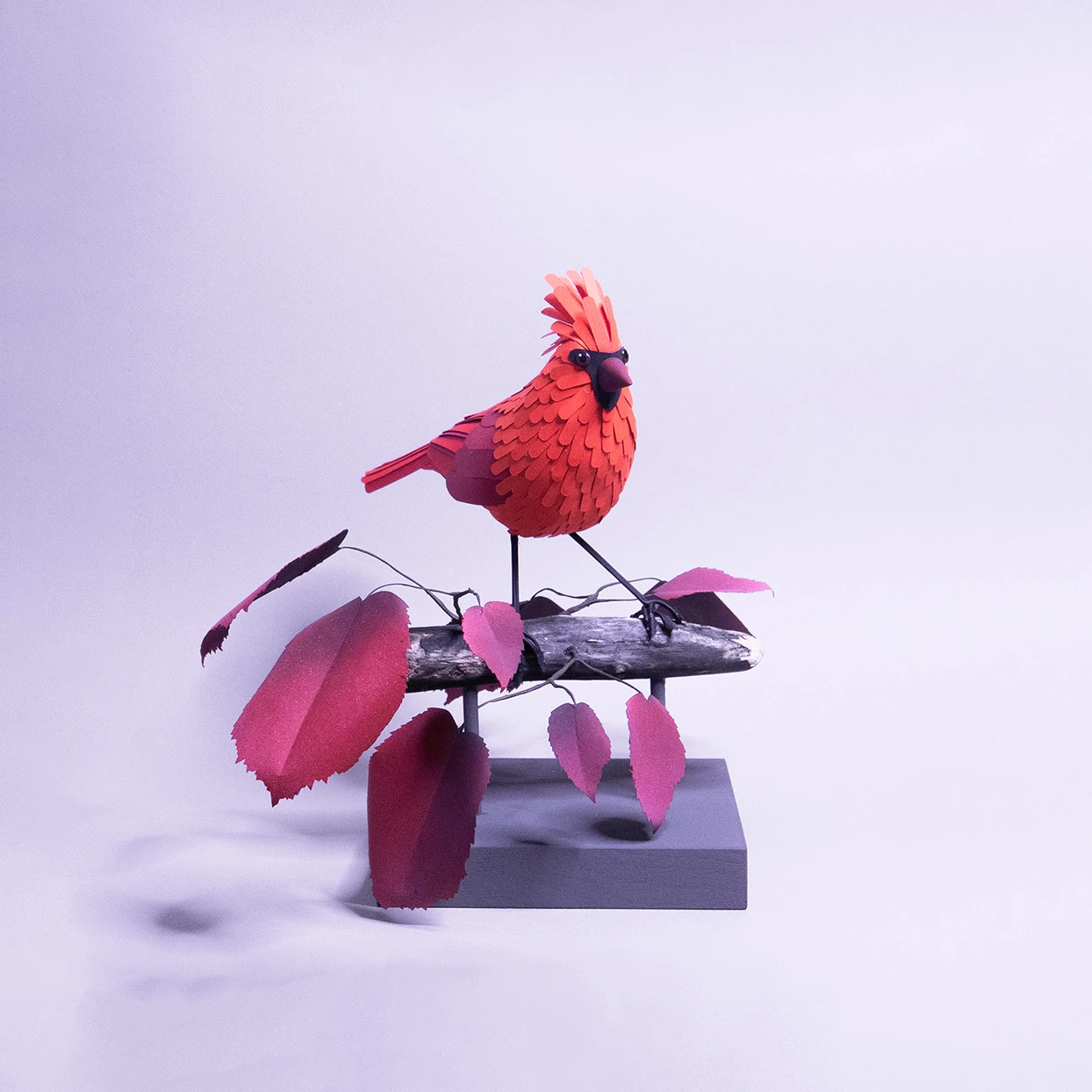 cardinal – Image 5