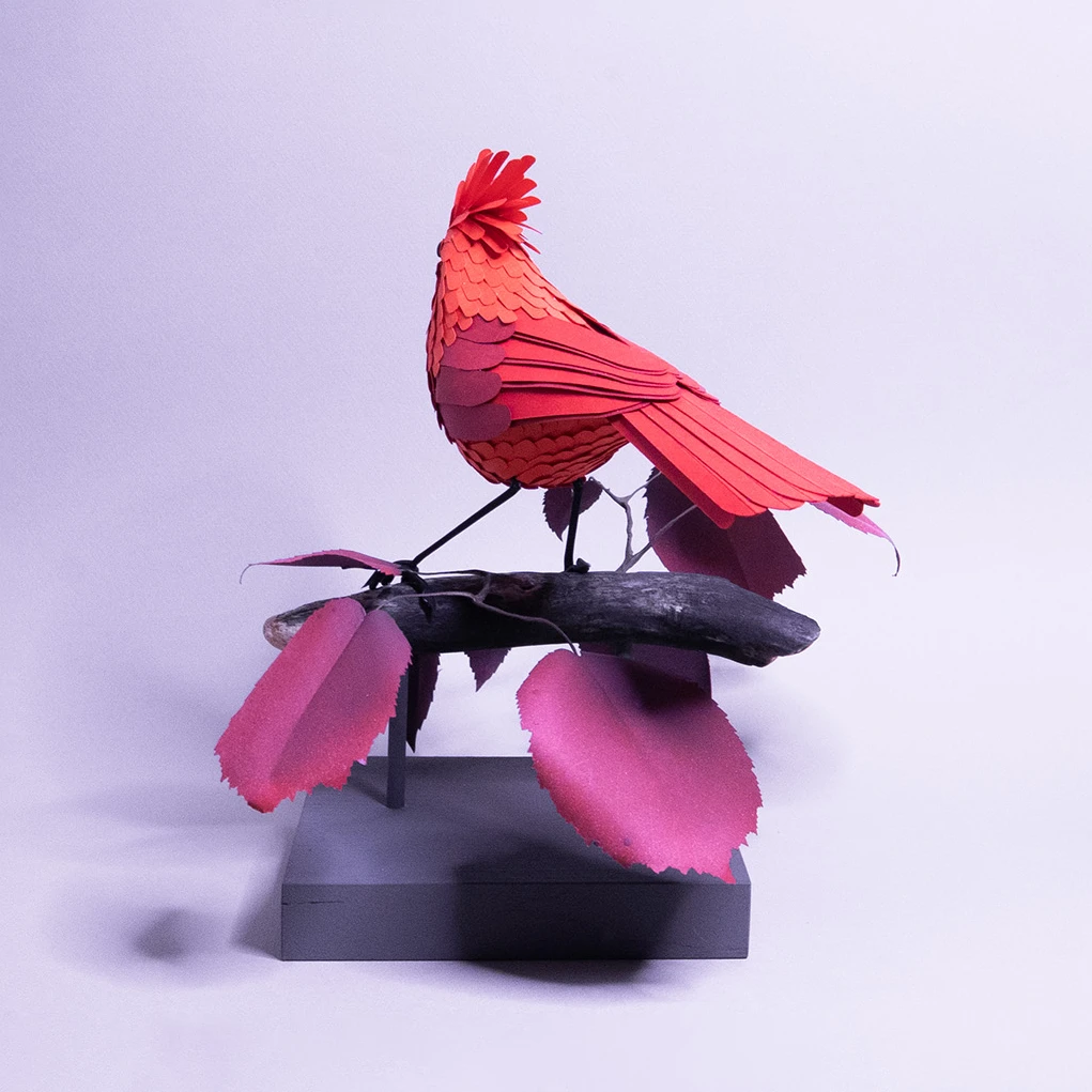 cardinal – Image 4