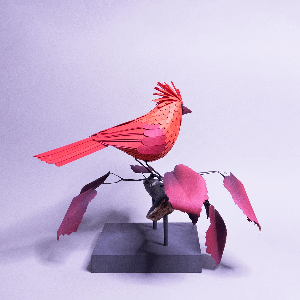 cardinal – Image 3