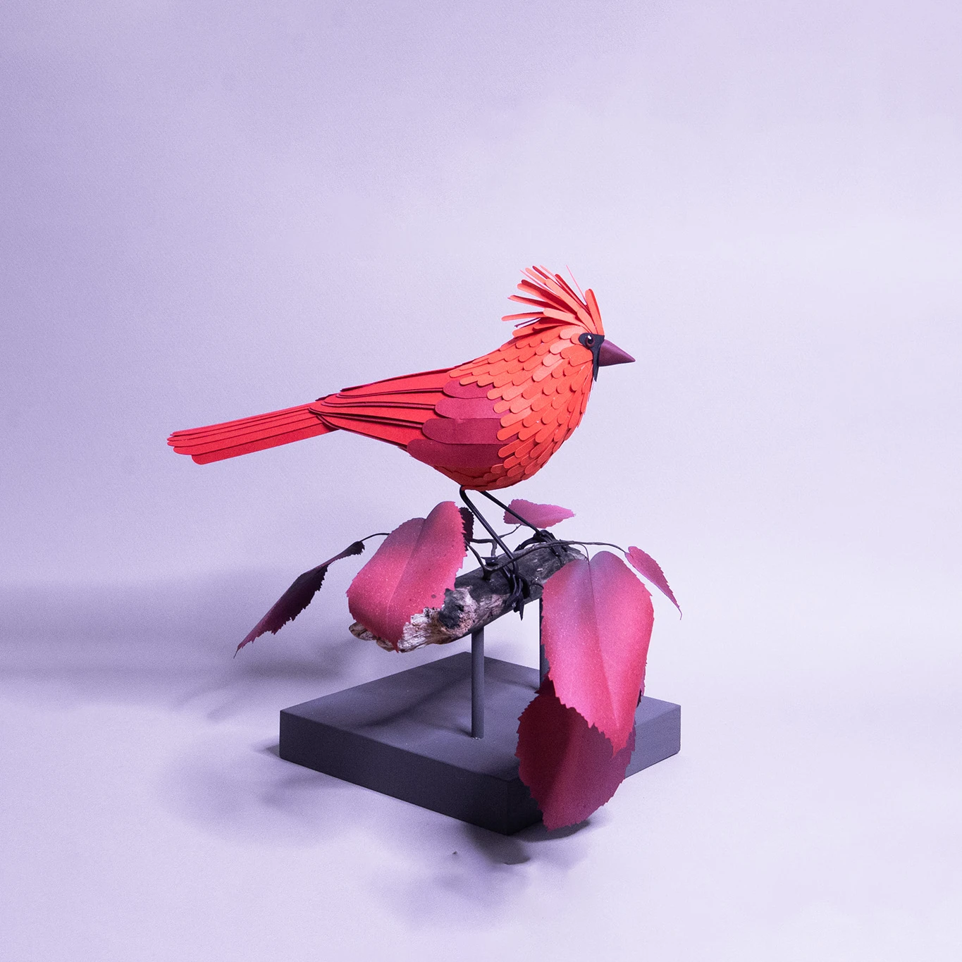 cardinal – Image 2