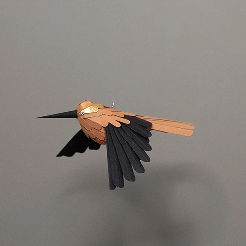 colibri robinson – Image 2