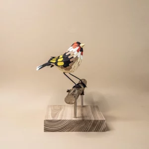 chardonneret élégant