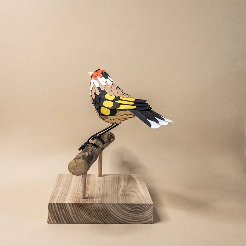 chardonneret élégant – Image 4