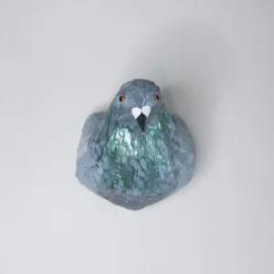 pigeon biset