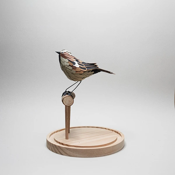 moineau domestique – Image 2