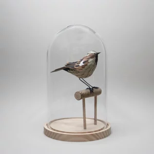 moineau domestique
