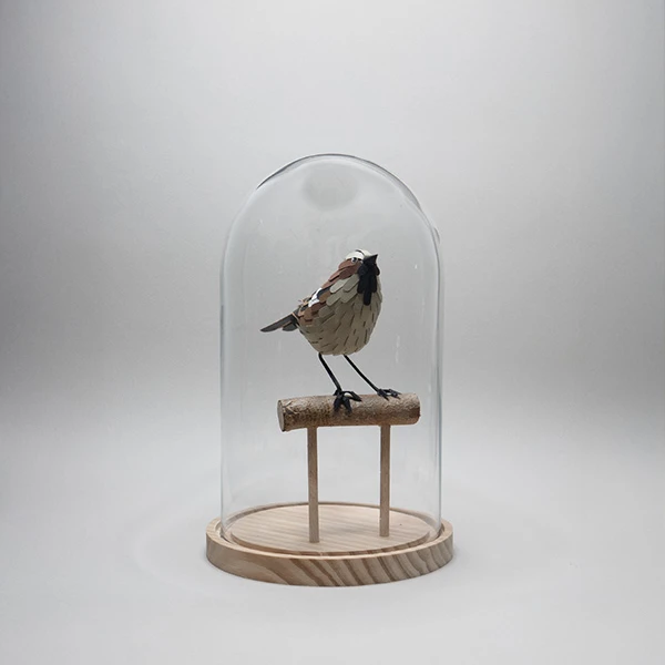 moineau domestique – Image 3