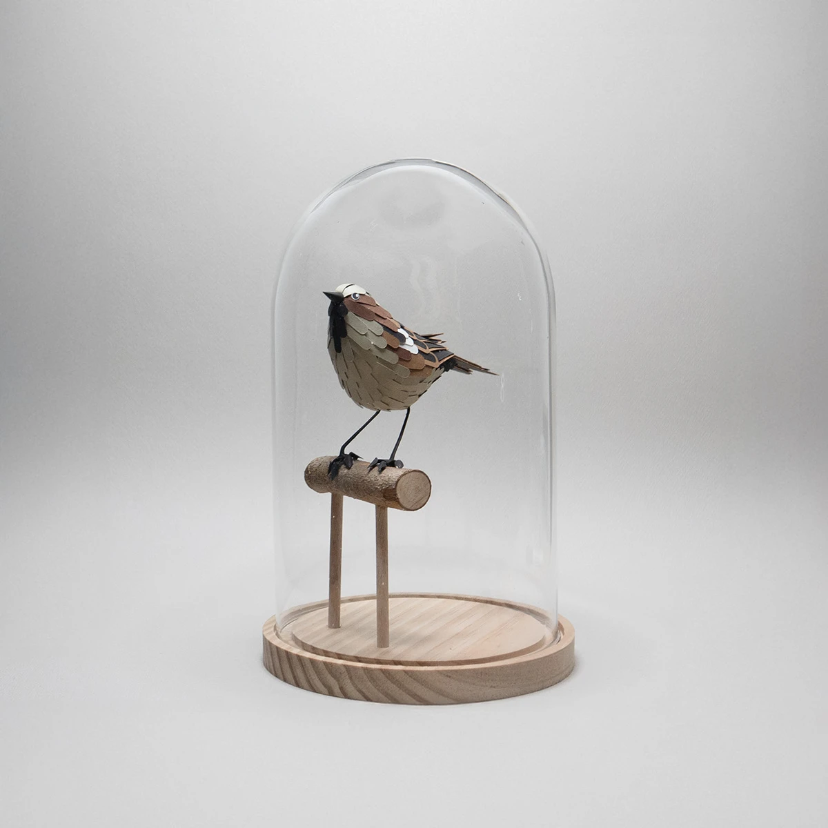 moineau domestique – Image 4