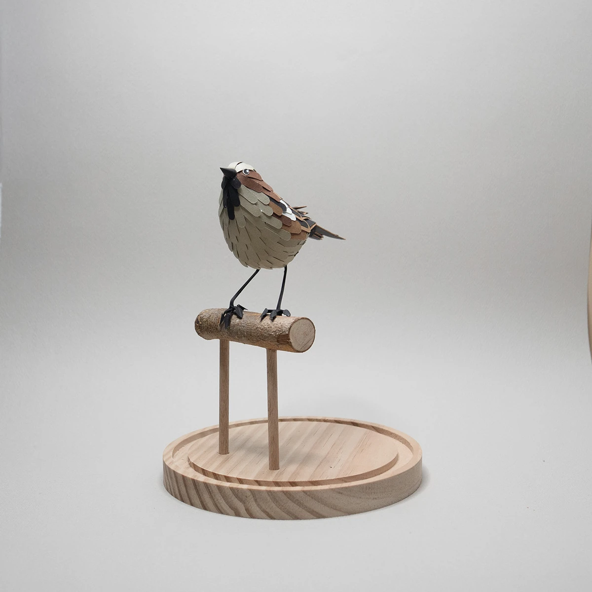 moineau domestique – Image 5
